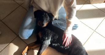 lana pet sitter à CHARTRES DE BRETAGNE 35131_3