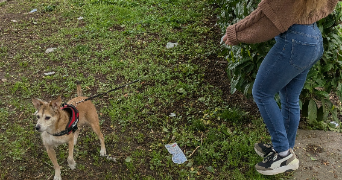 justine pet sitter à ANTONY 92160_6