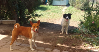 yingying pet sitter à ILLKIRCH GRAFFENSTADEN 67400_0