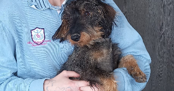 lia dog sitter à PARIS 05 75005_3