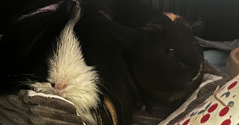 hélène pet sitter à TOULOUSE 31400_4