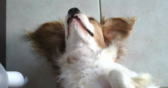 aurélie pet sitter à BRENS 81600_3