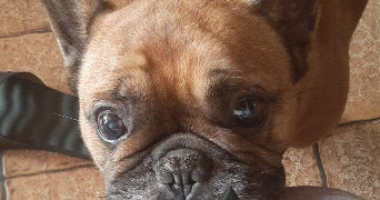 tamara pet sitter à TOURCOING 59200_4