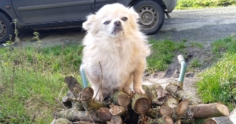 oonagh pet sitter à LANVALLAY 22100_4