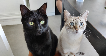julie pet sitter à DEVILLE LES ROUEN 76250_1