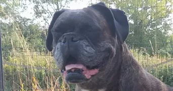 jessica pet sitter à BATILLY EN PUISAYE 45420