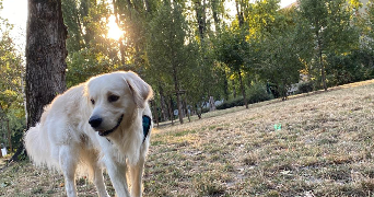 clara pet sitter à GRENOBLE 38000_4