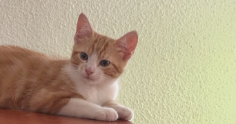 samantha pet sitter à JOUE LES TOURS 37300_0