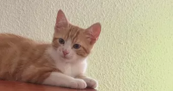 samantha pet sitter à JOUE LES TOURS 37300