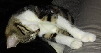 laetitia pet sitter à EVRY COURCOURONNES 91000_1