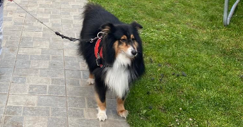 david pet sitter à ST GENIS LES OLLIERES 69290_7