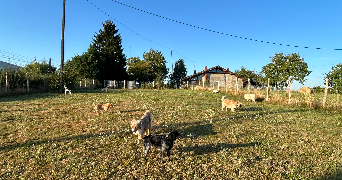 mathilde pet sitter à ST AMOUR 39160_1
