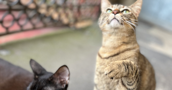 orlane pet sitter à ISSOIRE 63500_3