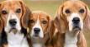 frederique pet sitter à St pierre Delages 31170_1