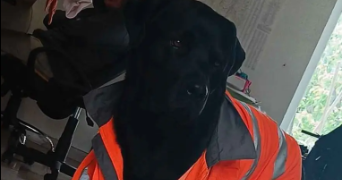julie pet sitter à NANTES 44000_1