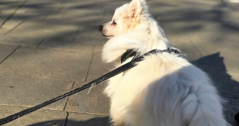 maurane pet sitter à LE BOUSCAT 33110_1