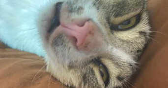 nedjma pet sitter à ARGENTEUIL 95100_4
