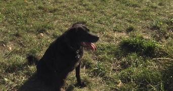 sarah pet sitter à SEYSSINET PARISET 38170_9
