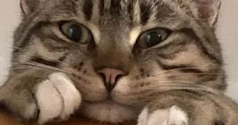 perrine pet sitter à pralong 42600