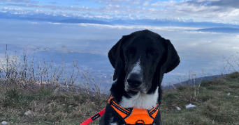 célia pet sitter à DECINES CHARPIEU 69150_0