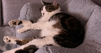 manon pet sitter à AGUILCOURT 02190_1