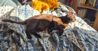 jérômine pet sitter à VANVES 92170_7