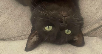 celine pet sitter à ONNAING 59264_0