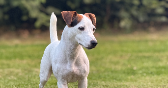 lola pet sitter à GREMONVILLE 76970_4