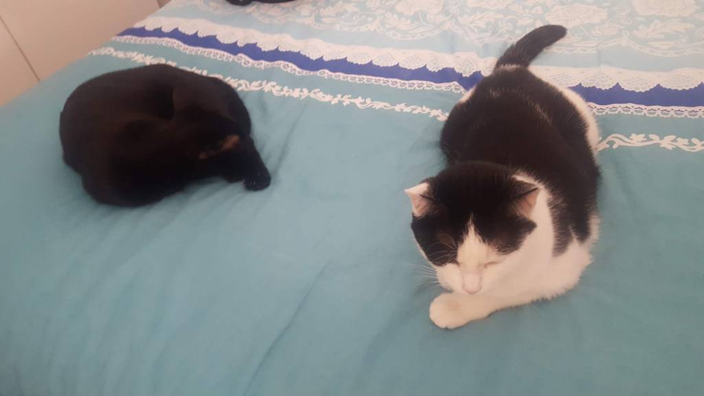 Lisa pet sitter à Boissy-sous-Saint-Yon 91790_1