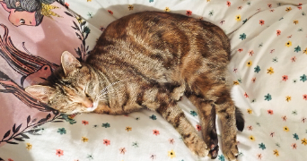 vanessa pet sitter à STE ANNE D AURAY 56400_2