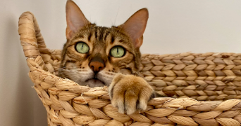 marine pet sitter à LEVALLOIS PERRET 92300_6