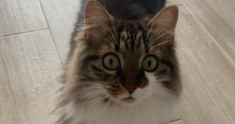 luna pet sitter à CASTRIES 34160_1