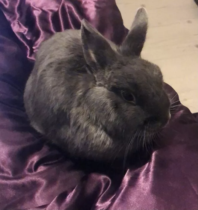 Juliette pet sitter à Chemaudin et Vaux 25320