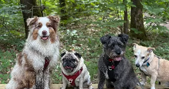 line pet sitter à GIF SUR YVETTE 91190