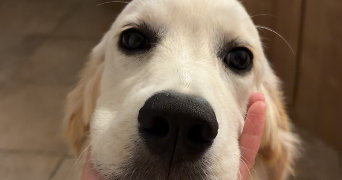 elise pet sitter à ST GRATIEN 95210_3