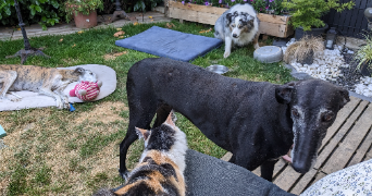 christelle pet sitter à ST AMAND LES EAUX 59230_3