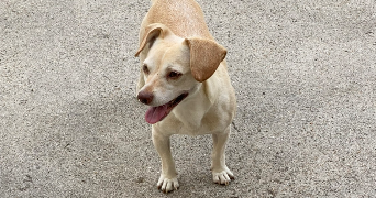 maria pet sitter à ST GERMAIN LES ARPAJON 91180_0