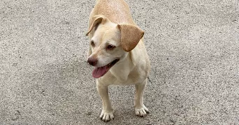 maria pet sitter à ST GERMAIN LES ARPAJON 91180