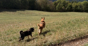 melvina pet sitter à TERNAY 69360_1