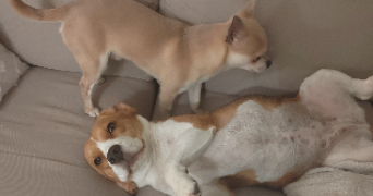 amandine pet sitter à NOYELLES SOUS LENS 62221_3