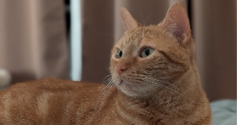 mai et rémi pet sitter à BOIS COLOMBES 92270_3