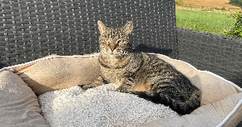 jenifer pet sitter à HAUDIVILLERS 60510_5