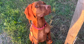 flavie pet sitter à RUEIL MALMAISON 92500_5