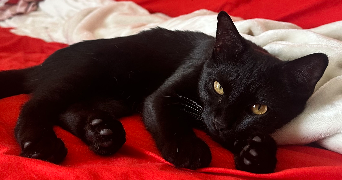 mélinda pet sitter à LAMORLAYE 60260_1