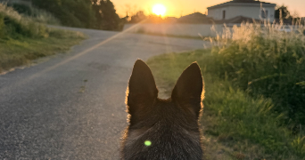 marie pet sitter à CHATEAUNEUF DE GALAURE 26330_6