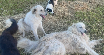 roxane pet sitter à MOURIES 13890_7