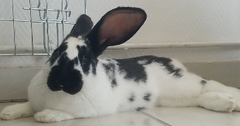 mauryne pet sitter à LOUGRATTE 47290_7