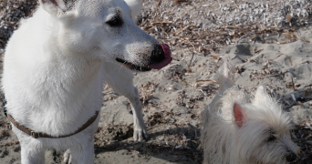 alain pet sitter à PIETROSELLA 20166_3