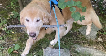 dounia pet sitter à PARIS 20 75020_6