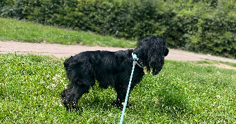 alexandre pet sitter à SARAN 45770_2